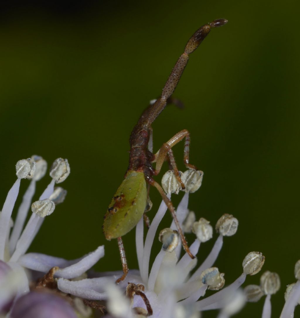 Richiesta classificazione - Coreidae: Gonocerus acuteangulatus